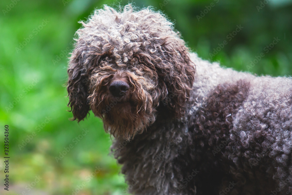 Portrait of lagotto romagnolo dog puppy playing with mother, adult dog