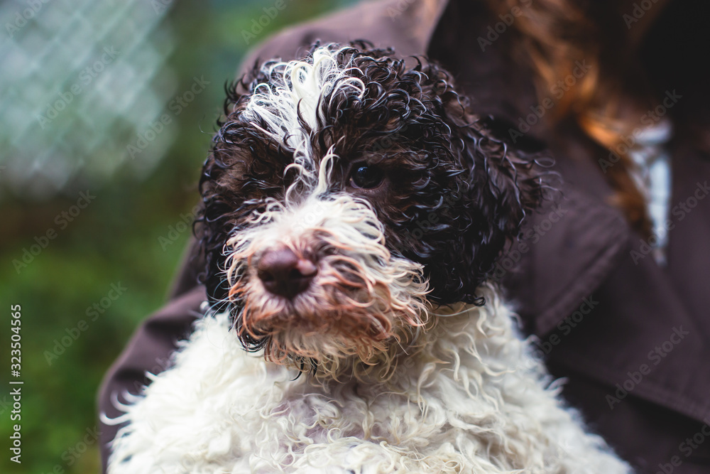 Portrait of lagotto romagnolo dog puppy playing with mother, adult dog Portrait of lagotto romagnolo dog puppy playing with mother, adult dog