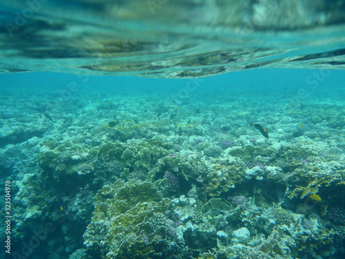 Schnorcheln Rotes Meer Fischschwarm photo