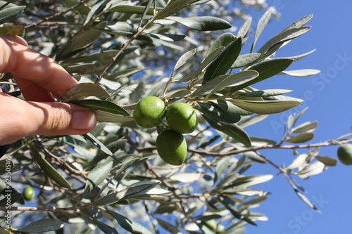 Olive branch with green olives in the garden on the blue sky background.