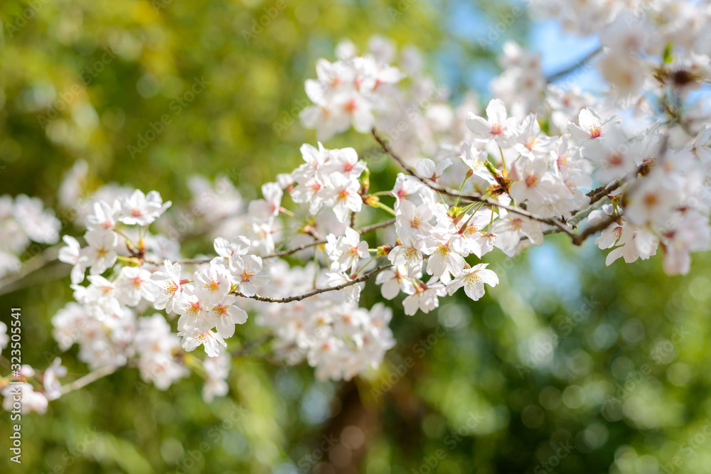満開に咲き誇る春の風物詩、日本の桜（ソメイヨシノ）
