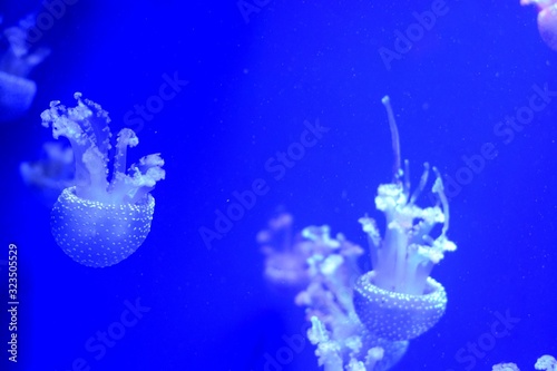 Photography Phyllorhiza punctata is a species of jellyfish, also known as the floating bell, Australian spotted jellyfish, brown jellyfish or the white-spotted jellyfish