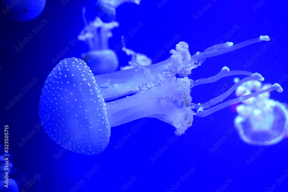 Phyllorhiza punctata is a species of jellyfish, also known as the ...