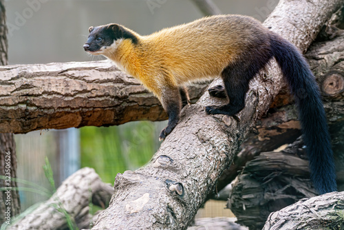 yellow throated marten stop on brach and keep looking