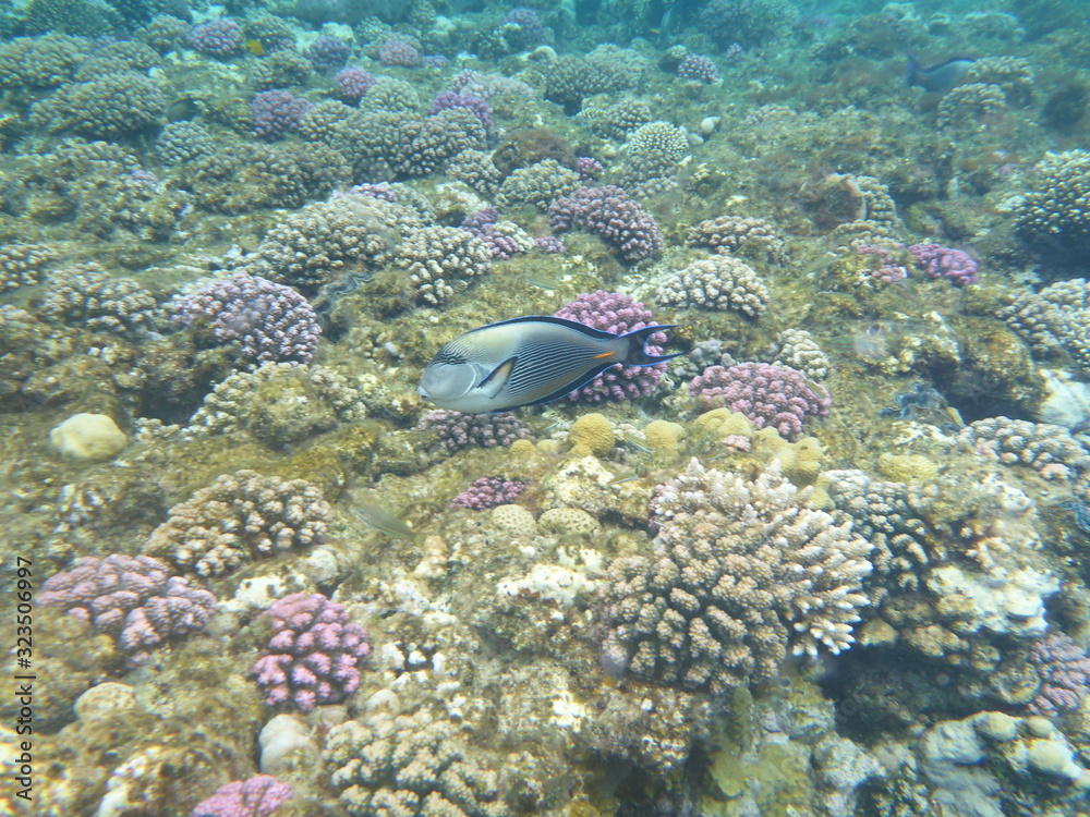 Naklejka premium Schnorcheln Rotes Meer Fischschwarm