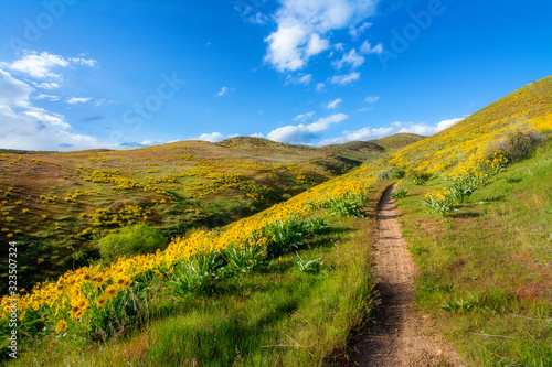 Yellow wildflowers in the foothills above Boise Idaho in spring photo