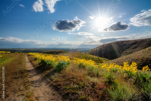 Bike trail leads down the foothills over Boise with yellow wildflowers