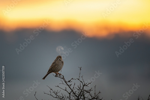 Corn bunting sitting on the branch in sunrise 