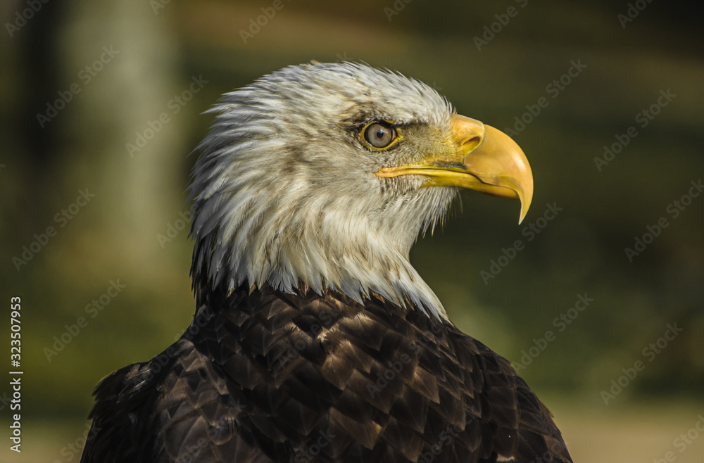 Obraz premium Aguila calva