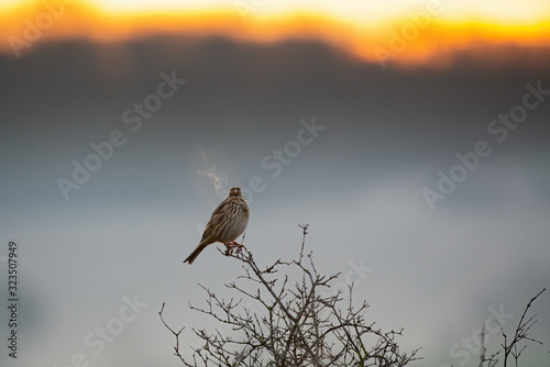 Corn bunting sitting on the branch in sunrise 