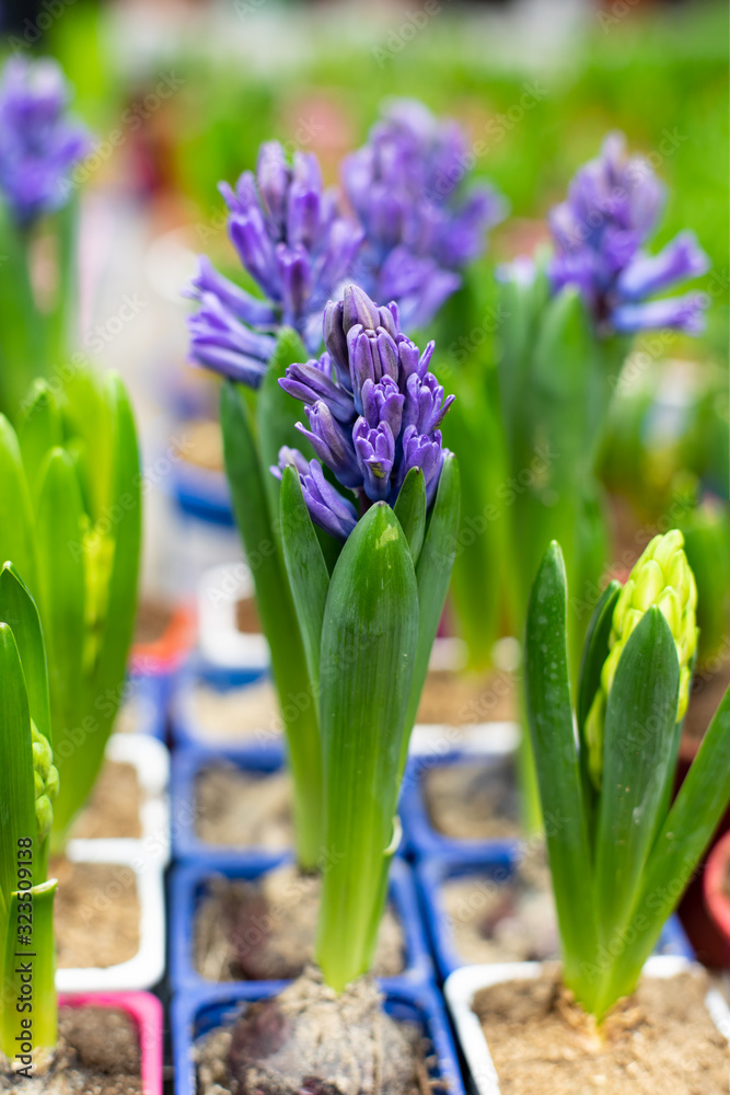 Fototapeta premium The buds of blue hyacinth, vertical. Fresh natural blue hyacinth flower in a pot in a greenhouse, opening a flower beginning flowering