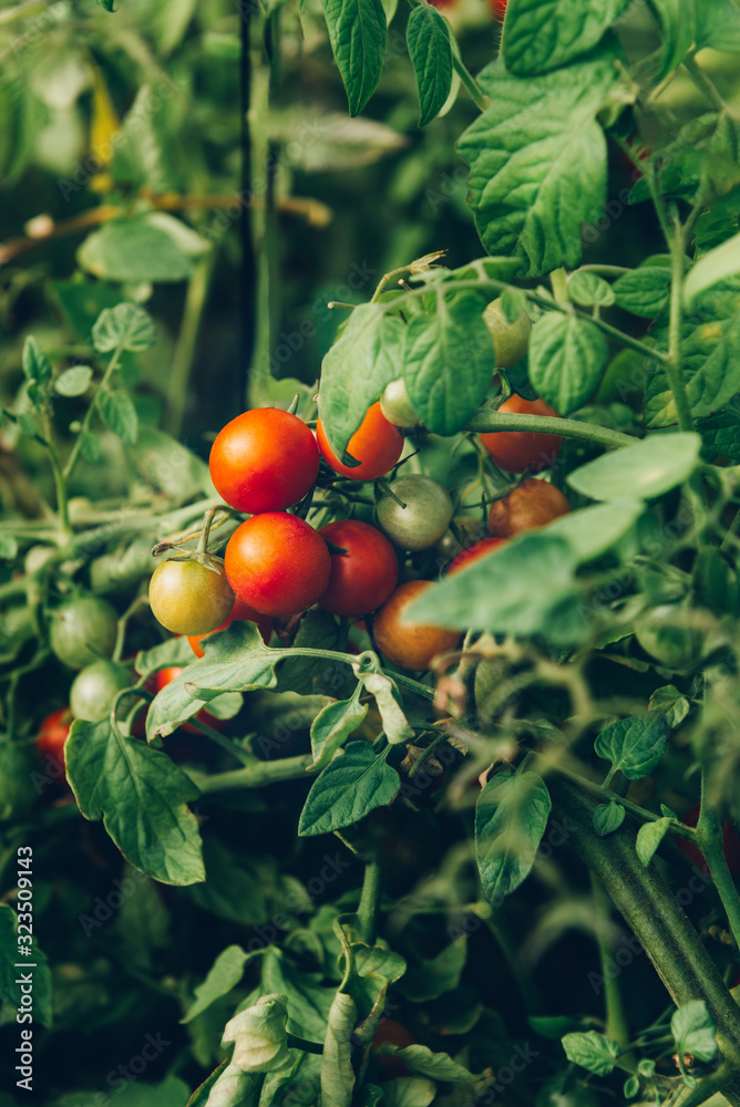 Close up of homegrown organic cherry tomatoes growing in a vegetable greenhouse garden