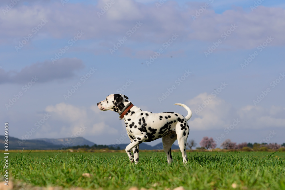 dalmatian dog posing and playing in the field dalmatian dog posing and playing in the field