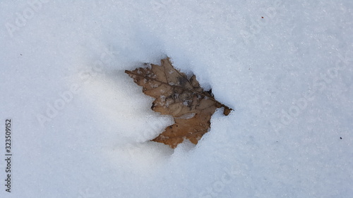 leaf on snow