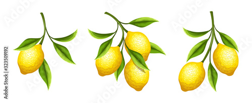 Obraz na plátně Vector set of lemon branches with fruit and leaves isolated on a white background