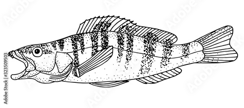 Obraz na płótnie Painted comber. Black hand drawn realistic outline vector image.