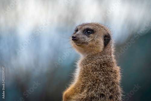Canvas Print The meerkat (Suricata suricatta) or suricate is a small carnivoran in the mongoo