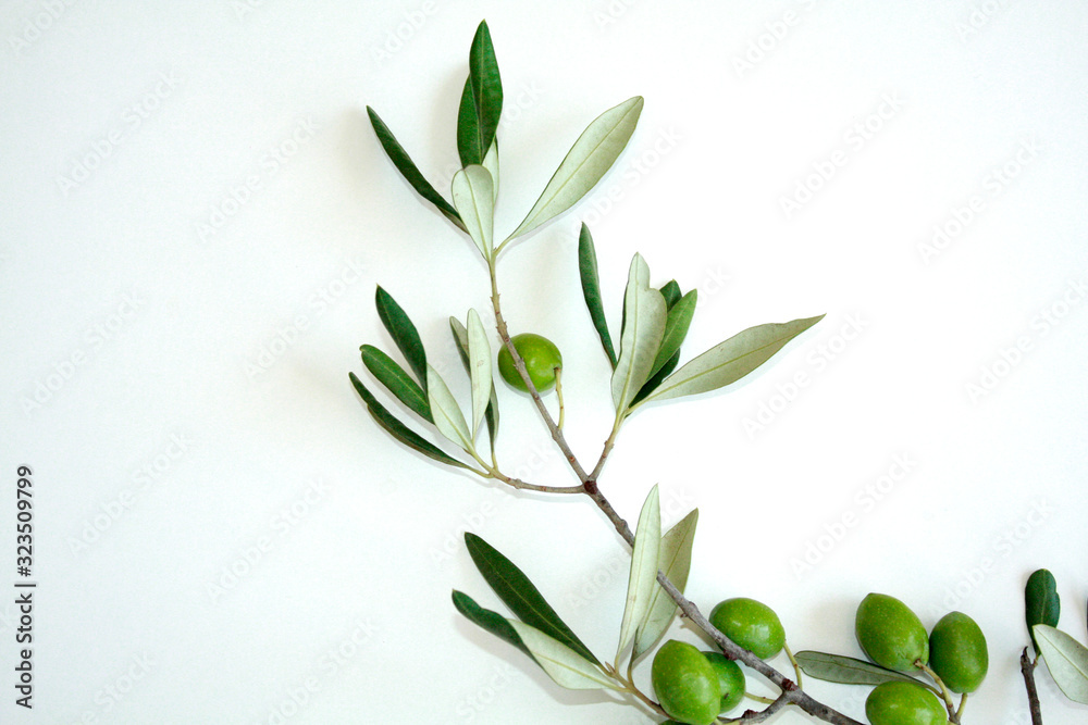 Olive branch with green olives isolated on white background.