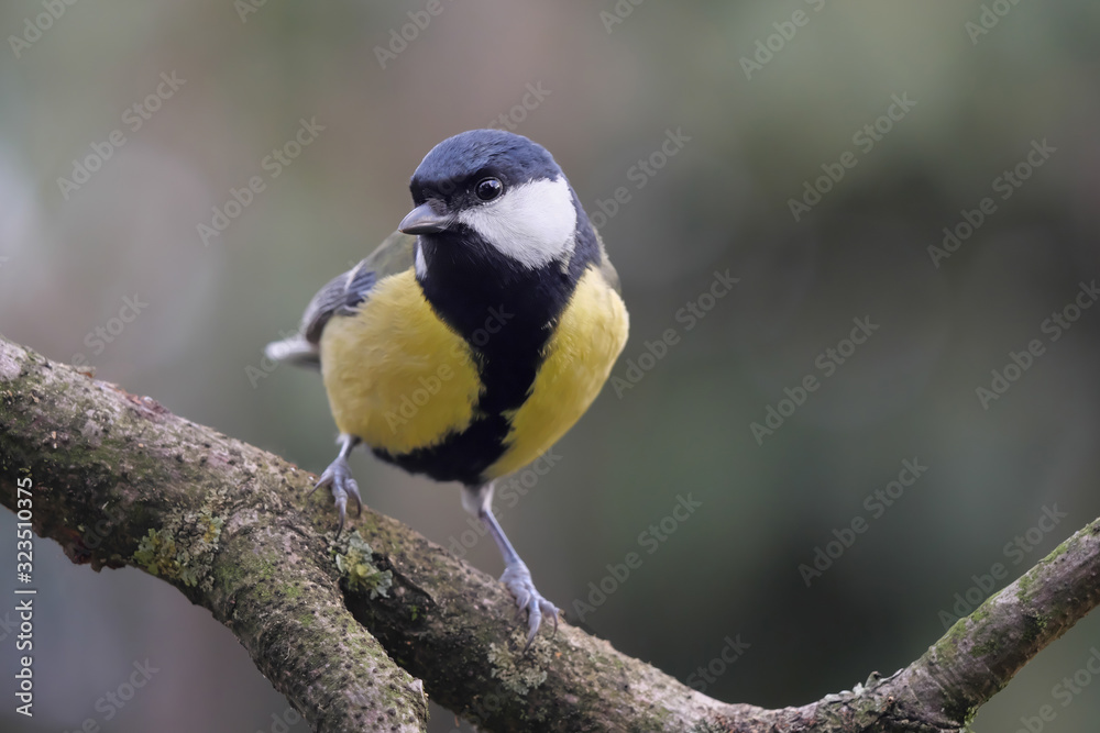 Kohlmeise, Parus major, mit Blick in die Kamera Kohlmeise, Parus major, mit Blick in die Kamera