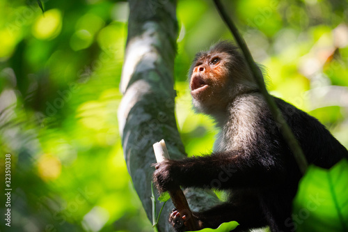 White-faced Monkey taking a snack in Costa Rica