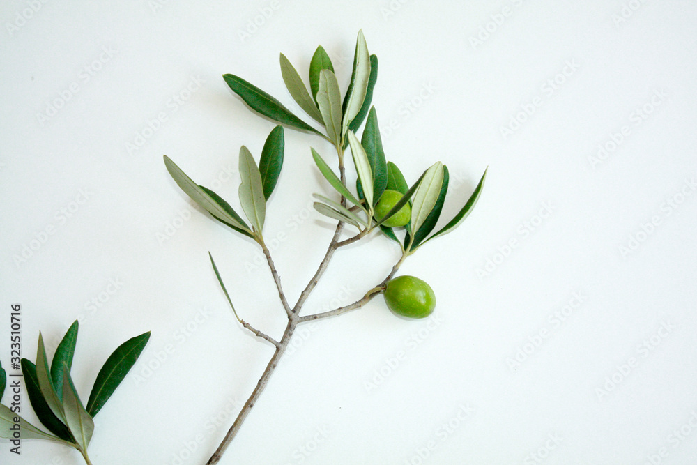 Olive branch with green olives isolated on white background.