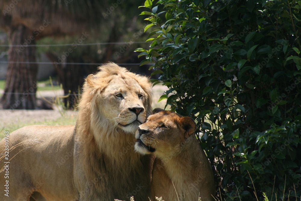 couple of lions wild life animals in jungle