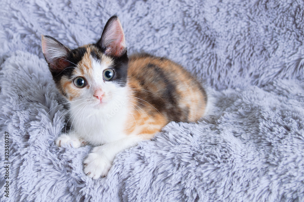 Little tricolor kitten close-up lies on a gray fluffy plaid. A look at the camera.