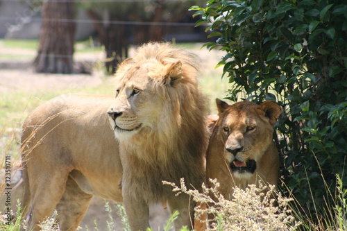 Obraz na płótnie couple of lions wild life animals in jungle zoo w salonie