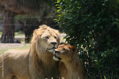 Obraz na płótnie couple of lions wild life animals in jungle w salonie
