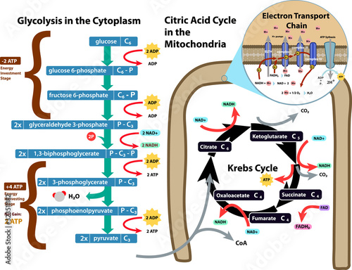 Cellular respiration glycolysis, citric acid, kerbs cycle photo