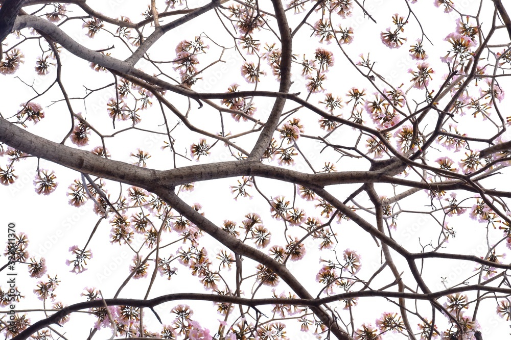 A sweet Tabebuia flower blossom on a tall tree with branches ,white sky background