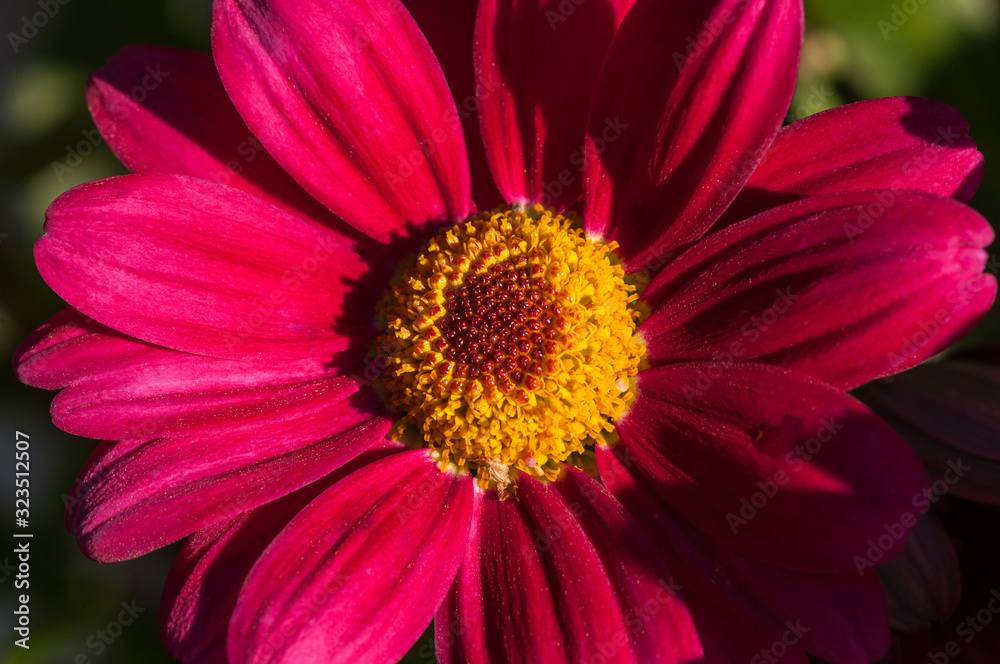 closeup of a flower