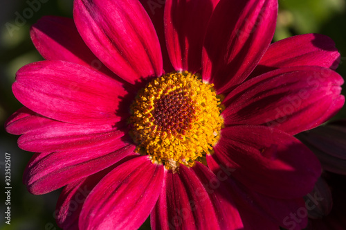 closeup of a flower