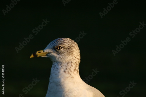 Gaivota blasé