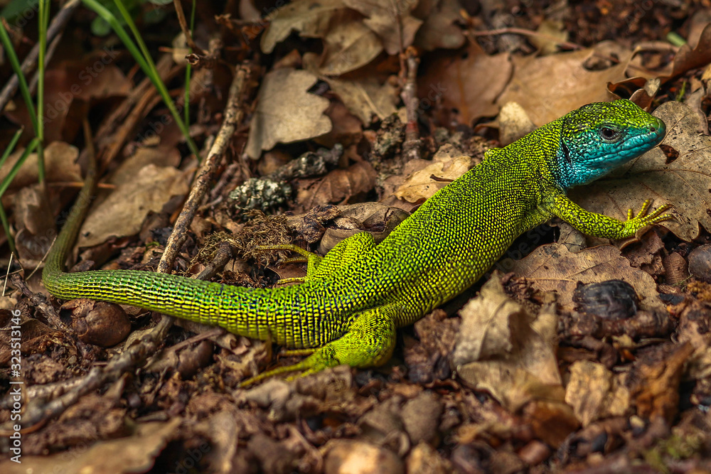 European green lizard (Lacerta viridis), male. Location: Czech Republic, National park Podyji European green lizard (Lacerta viridis), male. Location: Czech Republic, National park Podyji