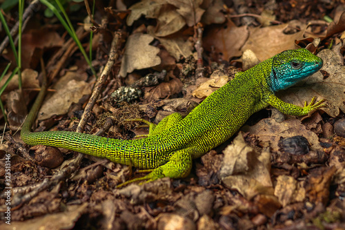 European green lizard (Lacerta viridis), male. Location: Czech Republic, National park Podyji