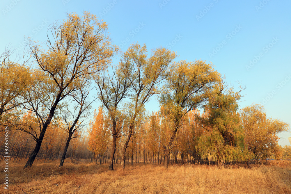 Trees in autumn