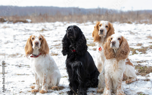 Fototapeta Naklejka Na Ścianę i Meble -  Four dogs of breed of spaniel are sitting in the snow in the frosty winter day