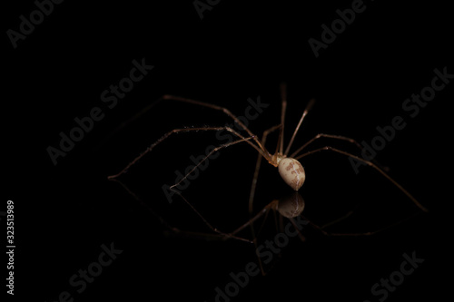 Spider on black background