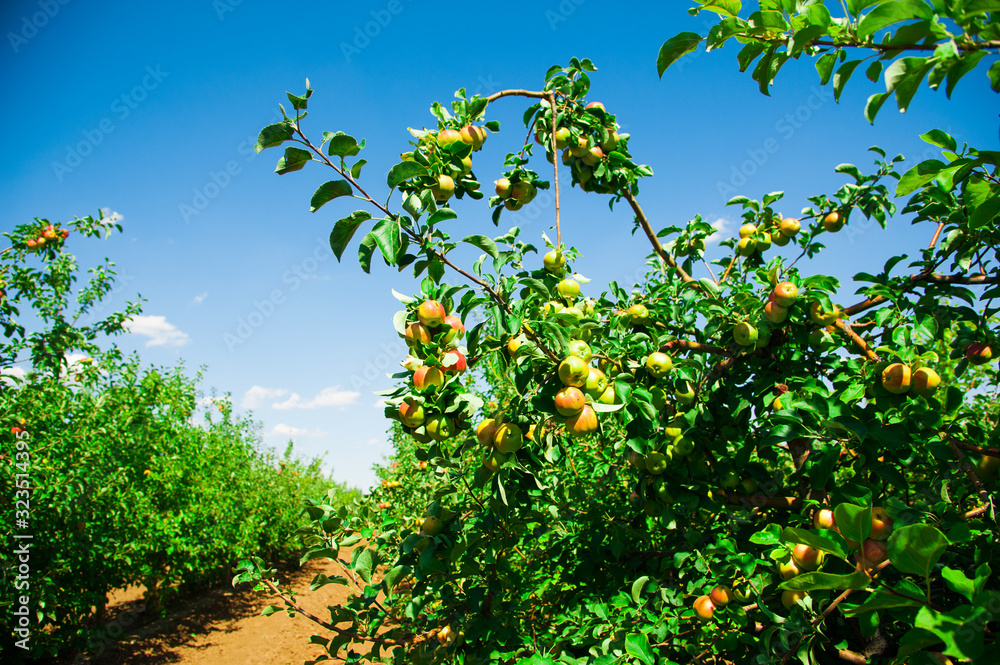 Fototapeta premium Apples in an apple orchard