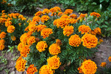 Colorful flowers grow in the city park