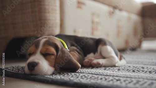 Fényképezés Little lovable beagle dog sleeping on the carpet at home