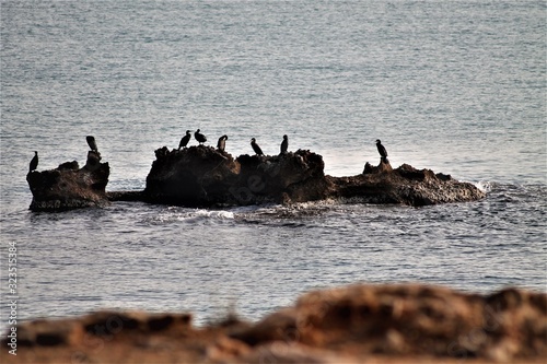 birds on rock in the sea