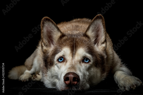 Photo portrait of siberian husky dog