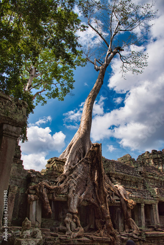 Tetrameles nudiflora is the famous spung tree growing in the Preah Khan Temple ruins in Cambodia