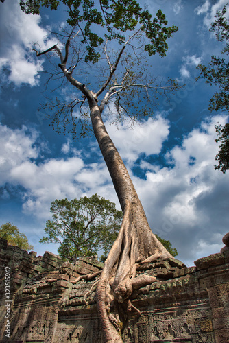 Tetrameles nudiflora is the famous spung tree growing in the Preah Khan Temple ruins in Cambodia photo