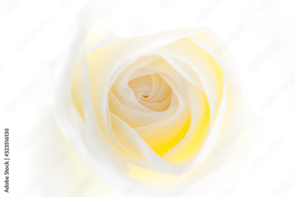 Weisse Rose Weisse Rose