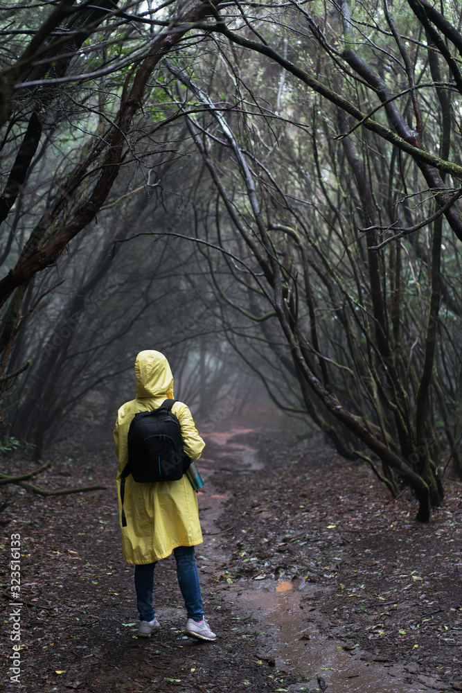 woman traveler in yellow raincoat enjoying hiking in the beautiful scary mystic rainforest trees in Anaga national park on Tenerife islna, Spain.