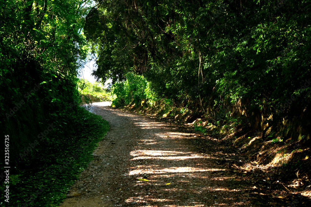 Naklejka premium path in forest