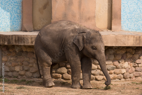  An elephant calf stands by a stone wall 